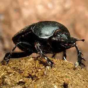 dung beetle - arthropods with detailed facts including diet, lifespan, weight and habitat information